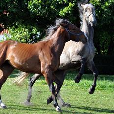 Anden særlig race Hegnsholts Felix