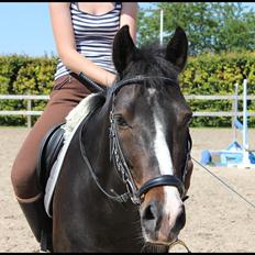 Knabstrupper Starfighter