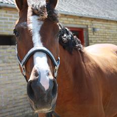 Anden særlig race Søndergårds Cavallie