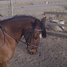 Tysk Sportspony Pontus