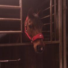 Tysk Sportspony Pontus