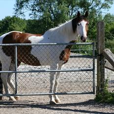 Anden særlig race Bess