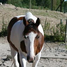 Anden særlig race Bess