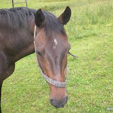 Trakehner Pari Poll <3SOLGT&SAVNET!!<3