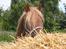 New Forest Romeo´s Ike - 25.06.2011 - Billedet er taget af Sofie