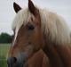 Haflinger Katarina *bronze vinder ved haflinger DM 2016*