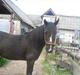 DSP Starligth!<3