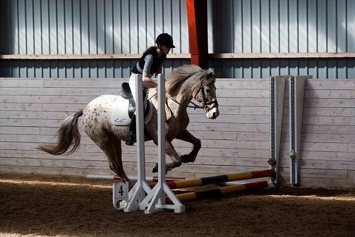 Anden særlig race Ofelia | Min evige optur.<3 | - Ofelia og mig til springstævne 2011 - Foto: Sofie Nymark. billede 8