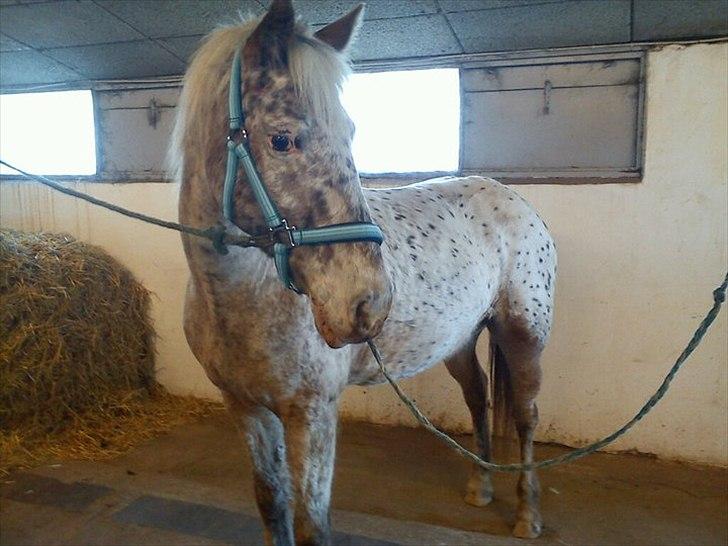 Anden særlig race Ofelia | Min evige optur.<3 | - Ofelia på staldgangen 2011 - Foto: Mig. billede 9