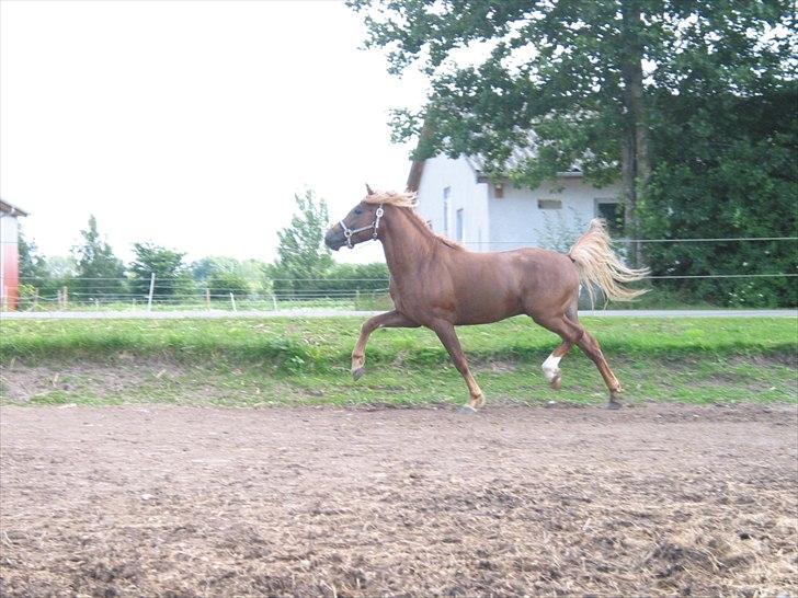 New Forest Romeo´s Ike billede 17