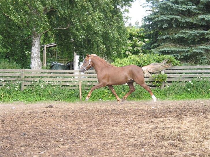 New Forest Romeo´s Ike billede 18