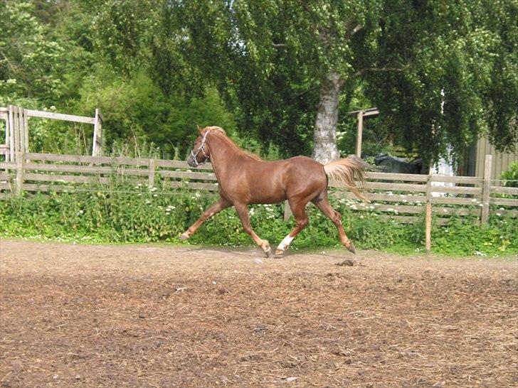 New Forest Romeo´s Ike - Øver mig i at løfte benene, så laver lige strækøvelser. billede 19