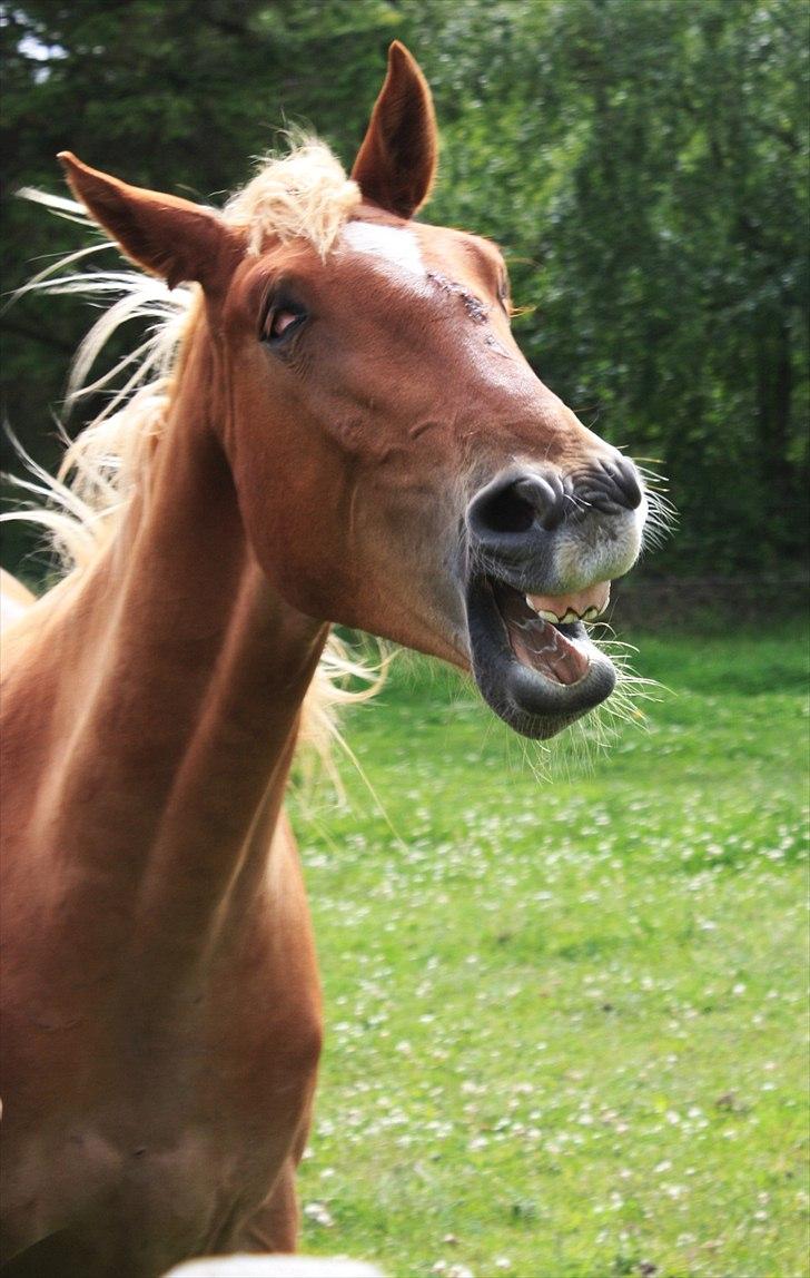 Frederiksborg | Ajaxander Jones (Ajax) - Gaab.. billede 24