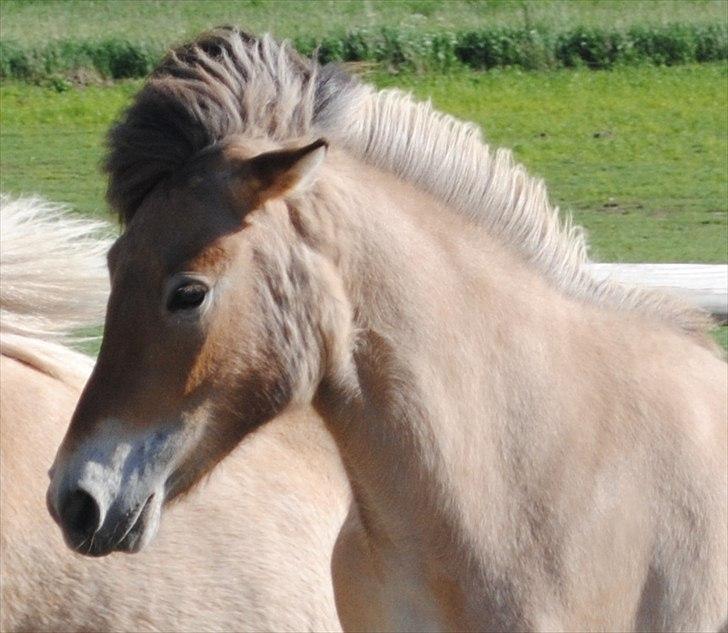 Islænder Fála fra Kirkeskovgård - Vidunderlige smukke hest<3 Juni 2011 - Foto:mig billede 2