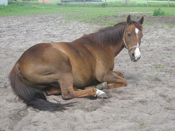 Anden særlig race Pyrus<3  - Forstyrrer I nu igen? Tog ellers lige en morfar.. billede 11