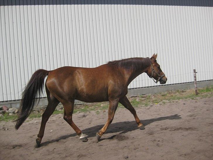 Anden særlig race Pyrus<3  - FREDOOOOM!! billede 13