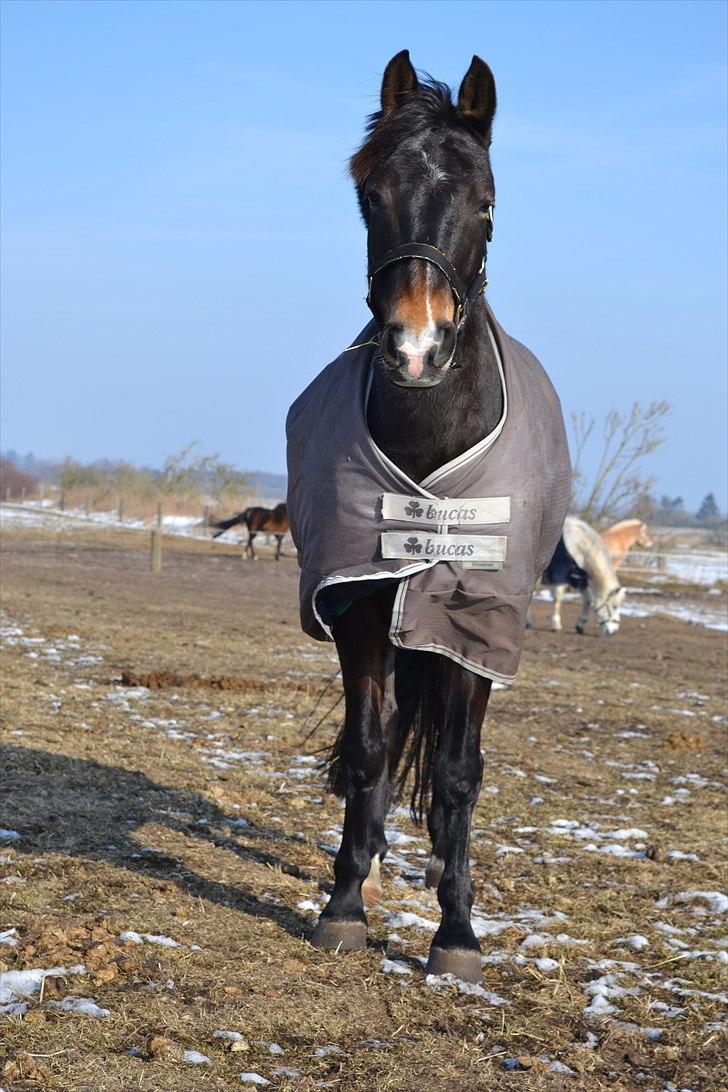 DSP Markant <3 - Min smukke pony på folden en kold vinterdag. Foto: Jonas Aas. billede 11