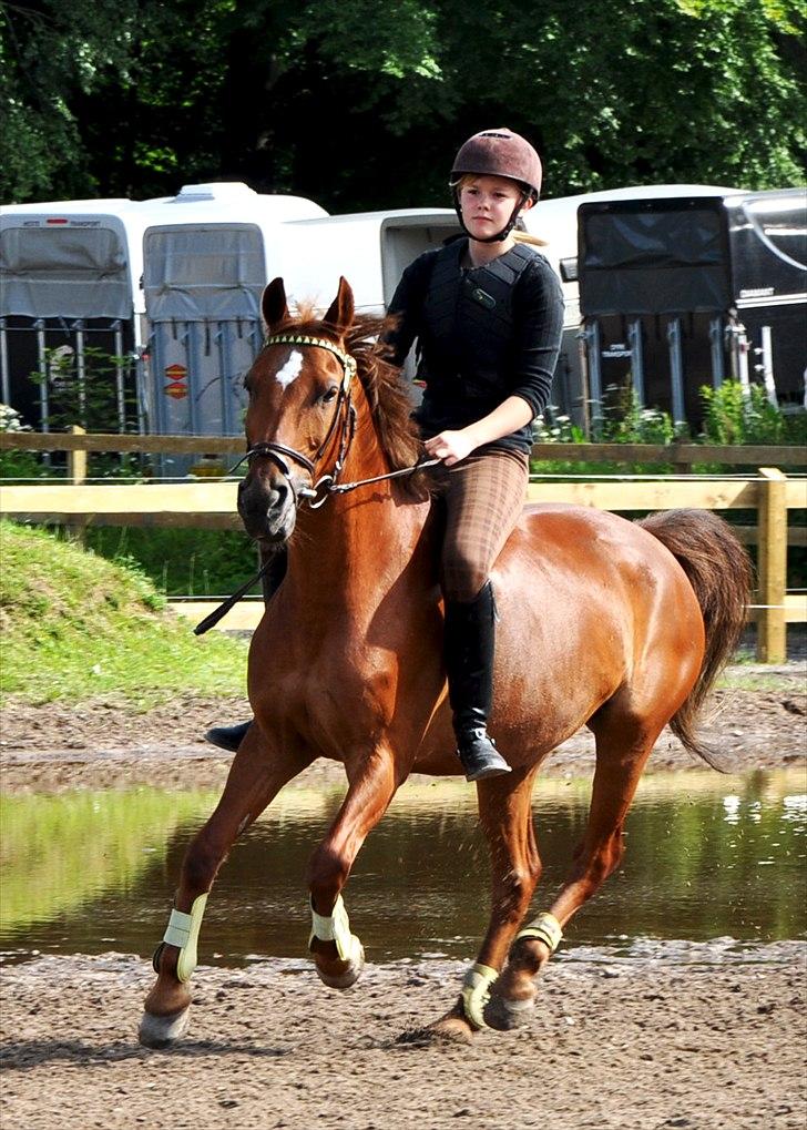 Anden særlig race Piccolo  - Sidste springtime på holdet s; [Foto: Emma Schødt Culmsee(ESC)] billede 5