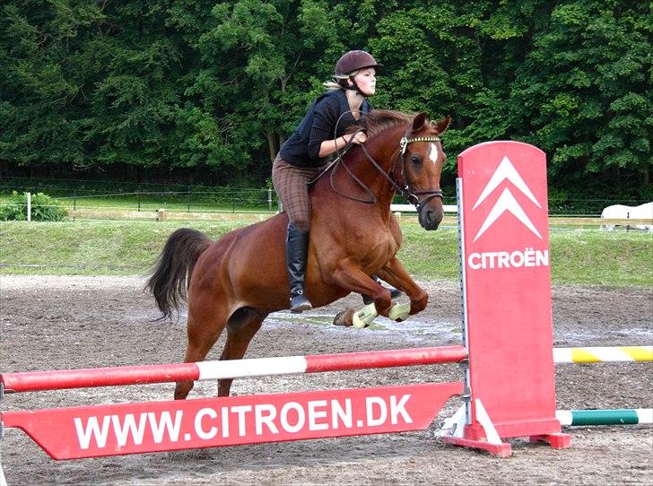 Anden særlig race Piccolo  - Vores sidste springtime inden sommerferien (: [Foto: Ea Buchholtz Pedersen] billede 11
