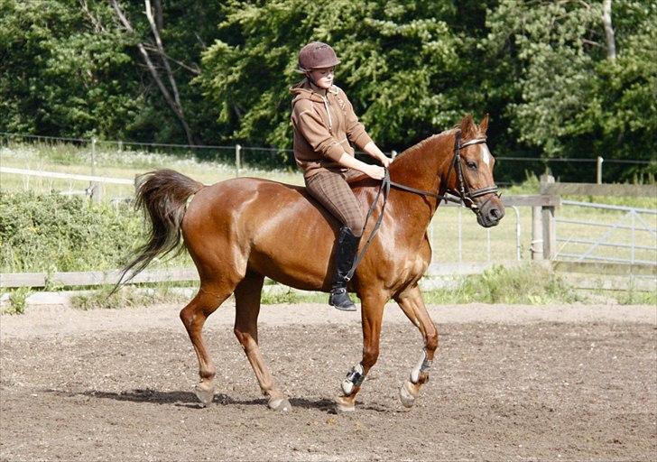 Anden særlig race Piccolo  - Dressur uden sadel :D [Foto: Mathilde Sofie Mijakowski] billede 4