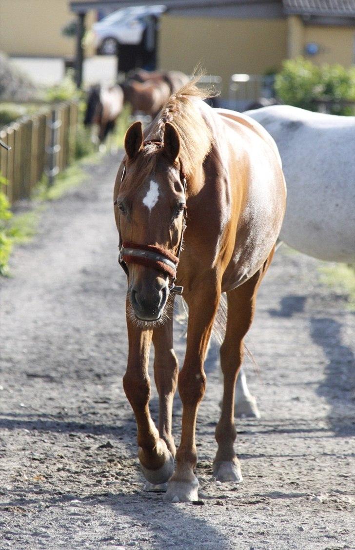 Anden særlig race Piccolo  - LÆKKER [Foto: Emma Alberte Lundsgaard] billede 18