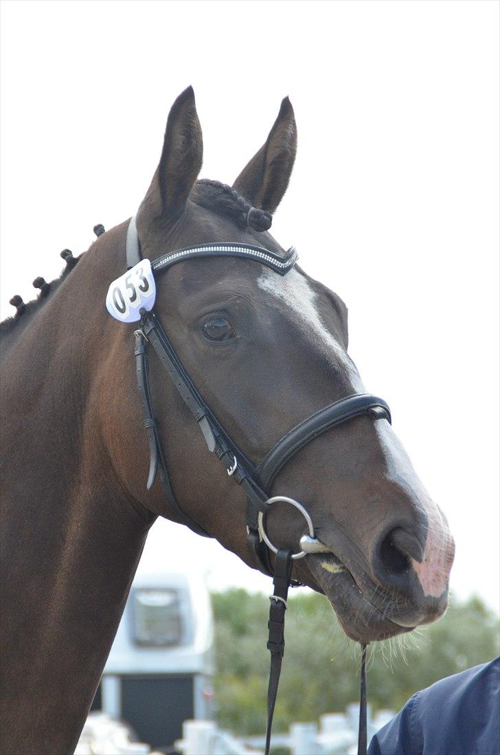 Dansk Varmblod Lindehøjs Larissa billede 5