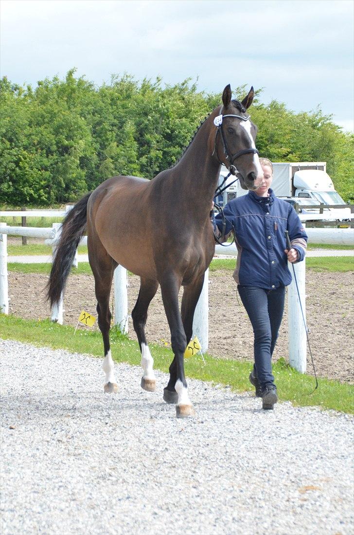 Dansk Varmblod Lindehøjs Larissa billede 18