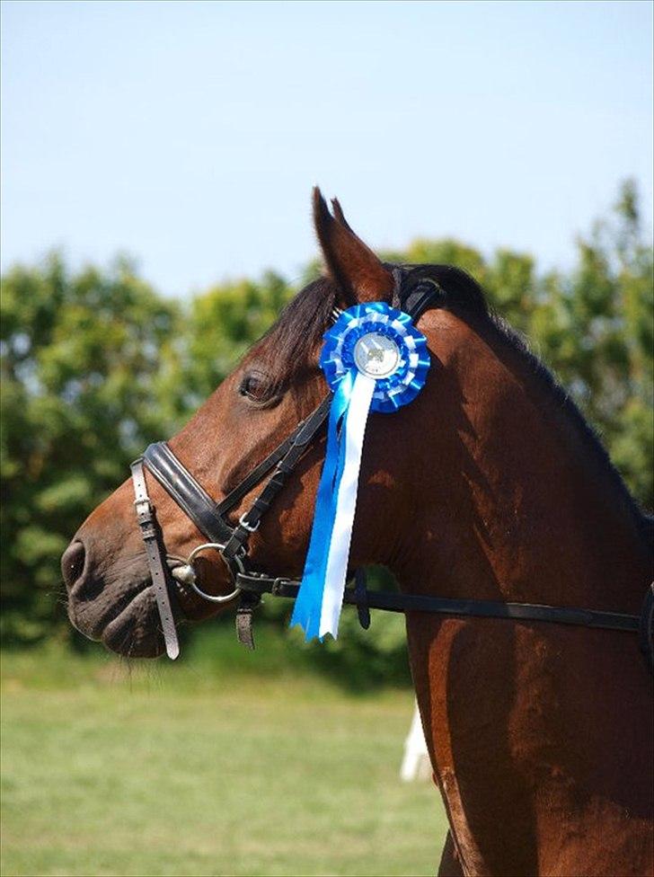 Anden særlig race Baloü B-pony<3 - <3 billede 17