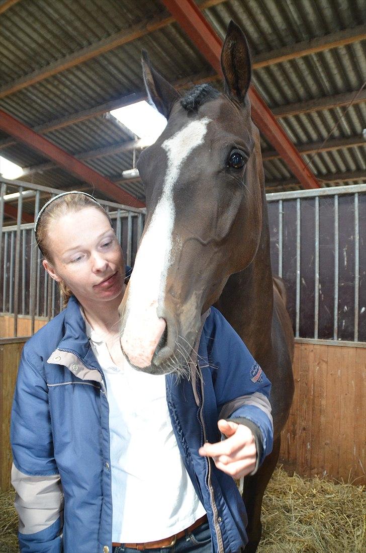 Dansk Varmblod Lindehøjs Larissa billede 8
