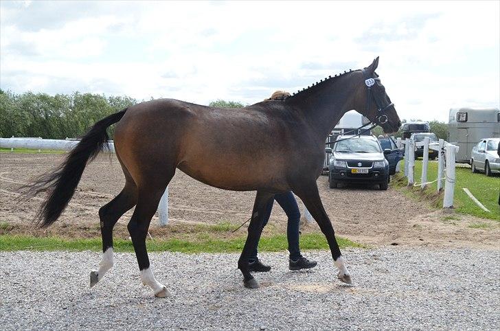 Dansk Varmblod Lindehøjs Larissa billede 10