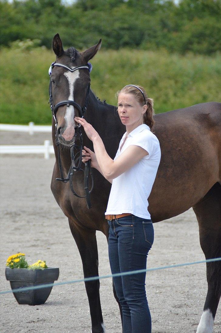 Dansk Varmblod Lindehøjs Larissa billede 12