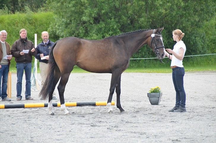 Dansk Varmblod Lindehøjs Larissa billede 14