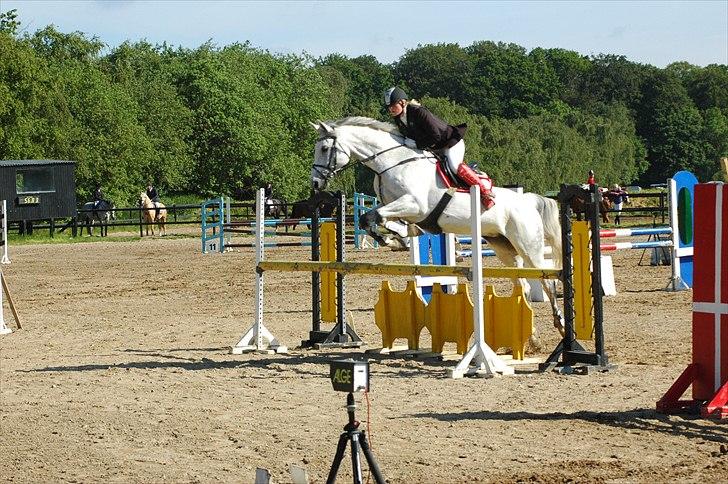 Dansk Varmblod Heslegård's Ronja<3  billede 6