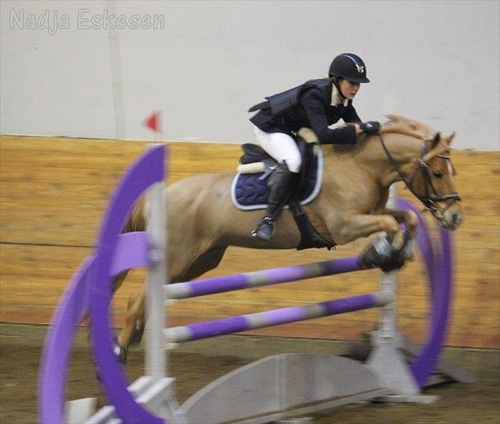 Appaloosa Zamira B-PONY<3 R.I.P - Velkommen til Zamira's profil <3 billede 1