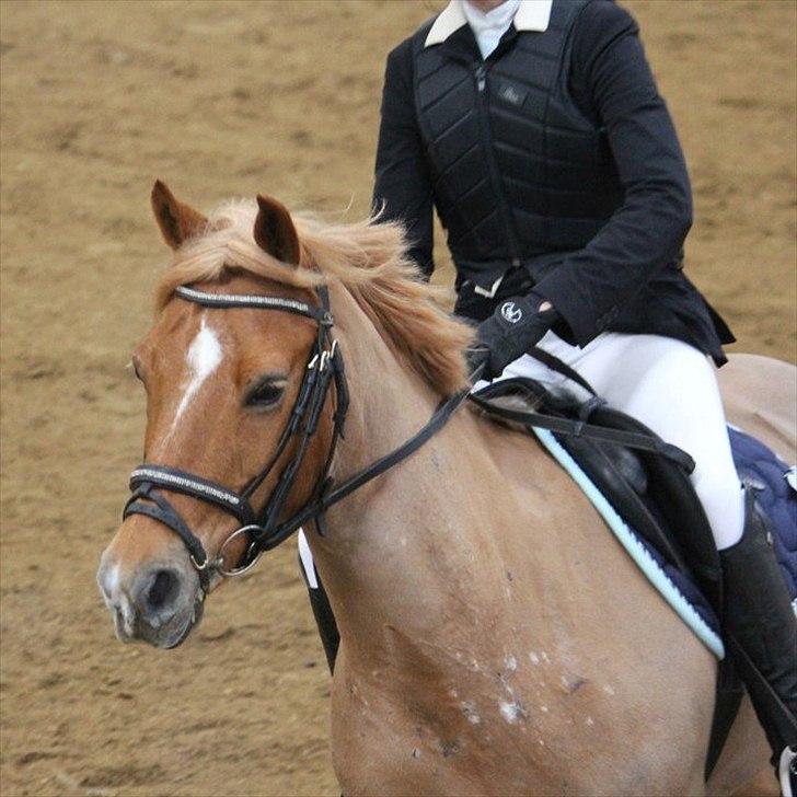 Appaloosa Zamira B-PONY<3 R.I.P - Min lille stjerne :p billede 7