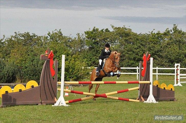 Appaloosa Zamira B-PONY<3 R.I.P - Seje mulle :* billede 9