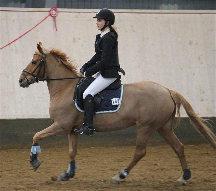 Appaloosa Zamira B-PONY<3 R.I.P - :) billede 10