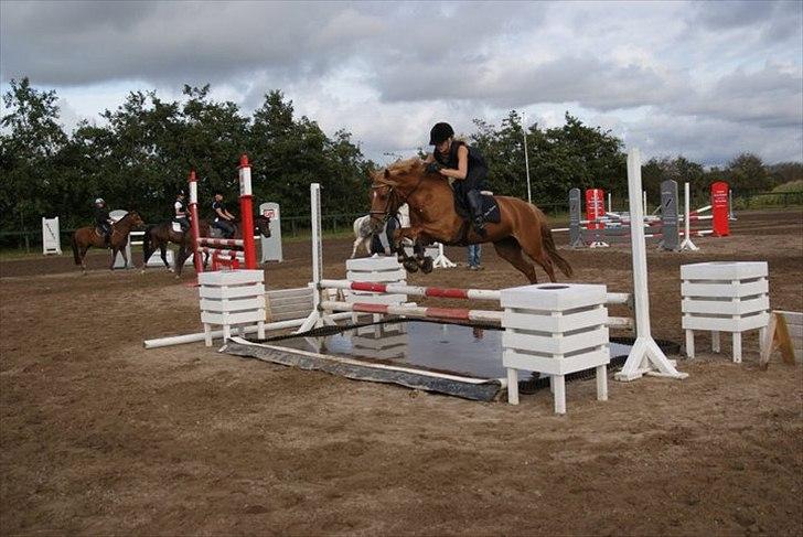 Appaloosa Zamira B-PONY<3 R.I.P - <3 billede 13