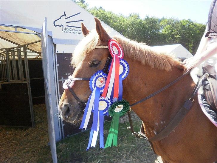 Appaloosa Zamira B-PONY<3 R.I.P - Zamira og Louise efter Morsø! :D  billede 16