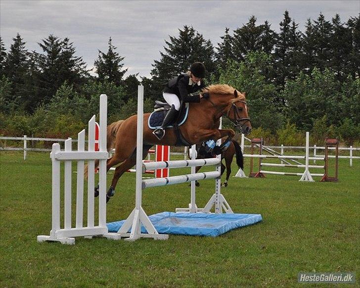 Appaloosa Zamira B-PONY<3 R.I.P - Altid en stjerne! :D  billede 20