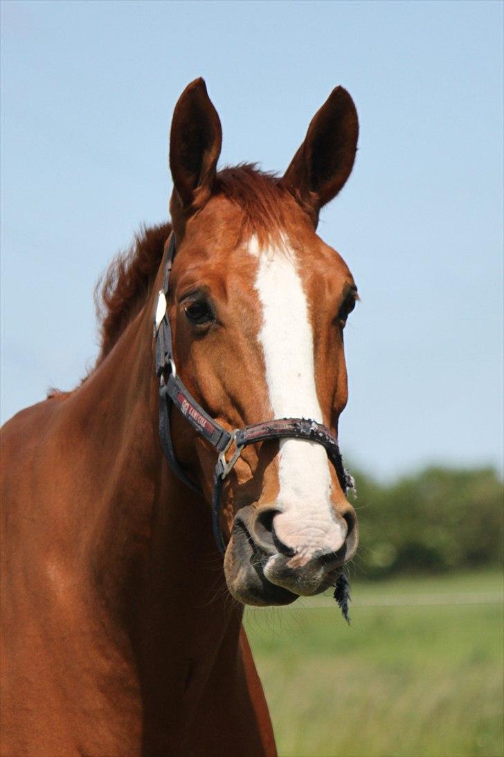 Dansk Varmblod Atlet  - Foto: Jeanni Nielsen  billede 3