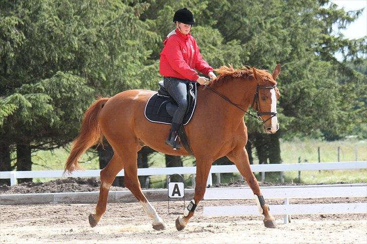 Dansk Varmblod Atlet  - Foto: Jeanni Nielsen  billede 4