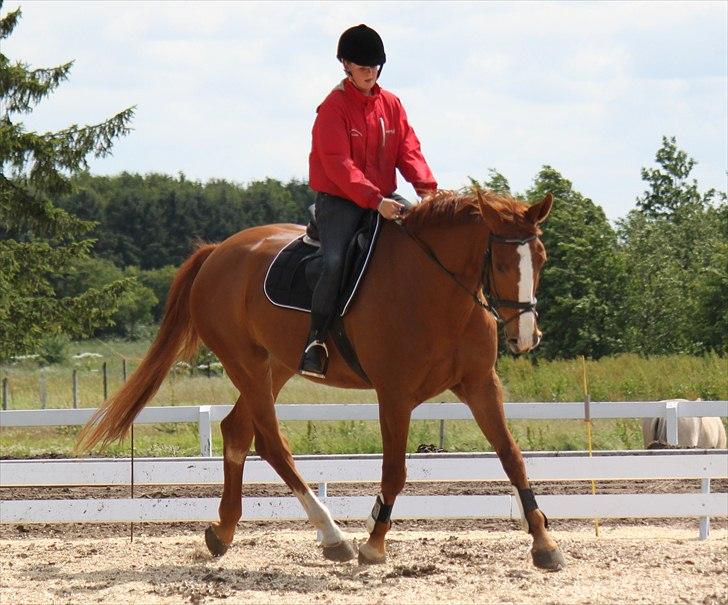 Dansk Varmblod Atlet  - Foto: Jeanni Nielsen  billede 5