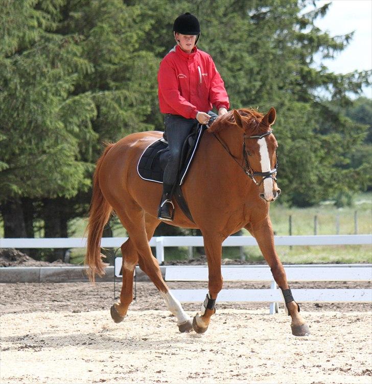Dansk Varmblod Atlet  - Foto: Jeanni Nielsen  billede 6