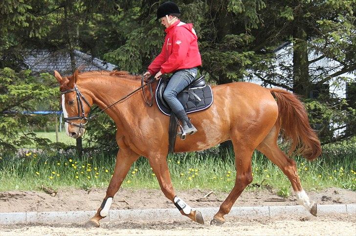Dansk Varmblod Atlet  - Foto: Jeanni Nielsen  billede 7