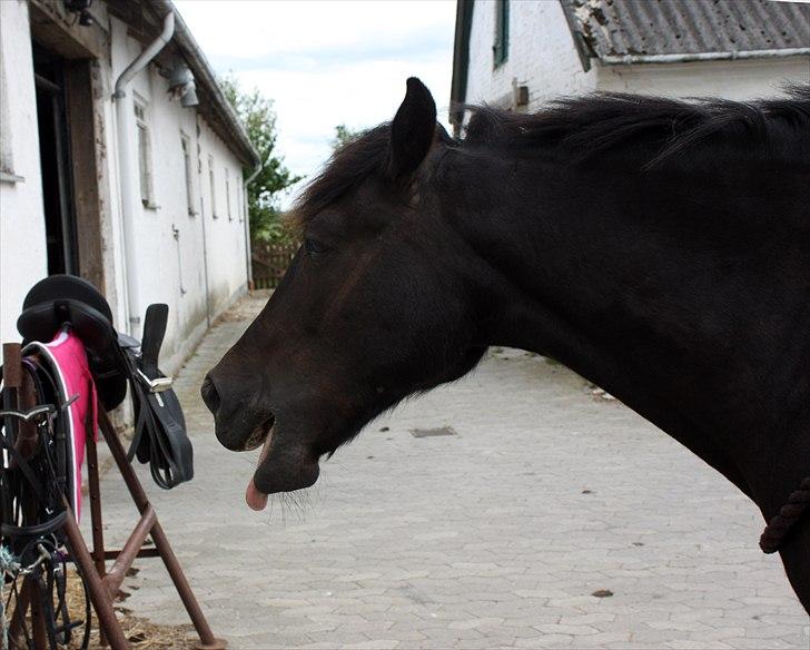 New Forest Lillie-Lund'S Vicki Bell - FOTO: Anne-Sofie S. Luther 25. Juni 2011 | Man er ikke lige køn altid ?! :) billede 18