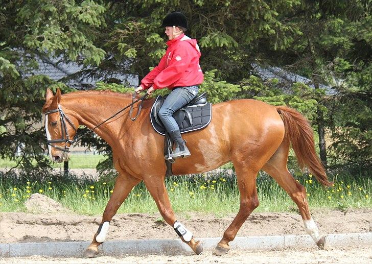 Dansk Varmblod Atlet  - Foto: Jeanni Nielsen  billede 8