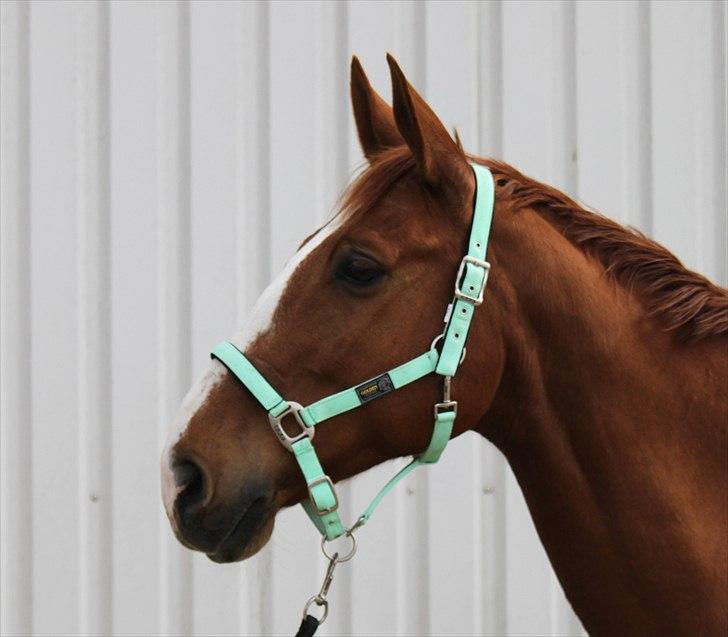 Dansk Varmblod Atlet  - Foto: Jeanni Nielsen  billede 9