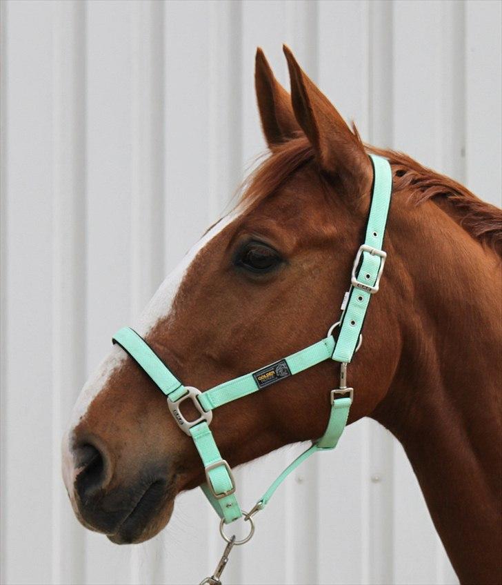 Dansk Varmblod Atlet  - Foto: Jeanni Nielsen  billede 10