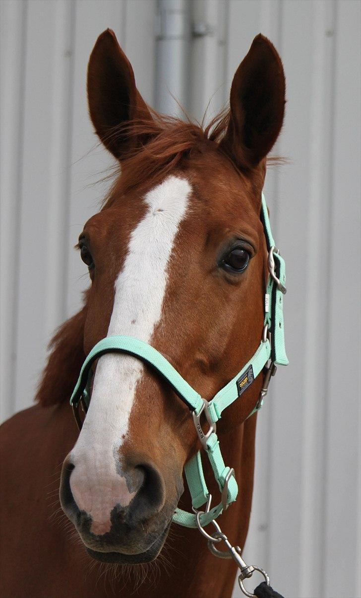 Dansk Varmblod Atlet  - Foto: Jeanni Nielsen  billede 11